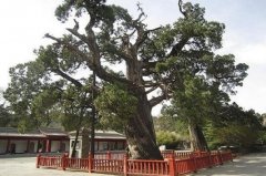 <b><font color='#FF0000'>中国十大名树排行榜 迎客松上榜，第一有5000年历史了</font></b>